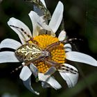 Eichblatt-Radspinne - Aculepeira ceropegia - Une femelle...*