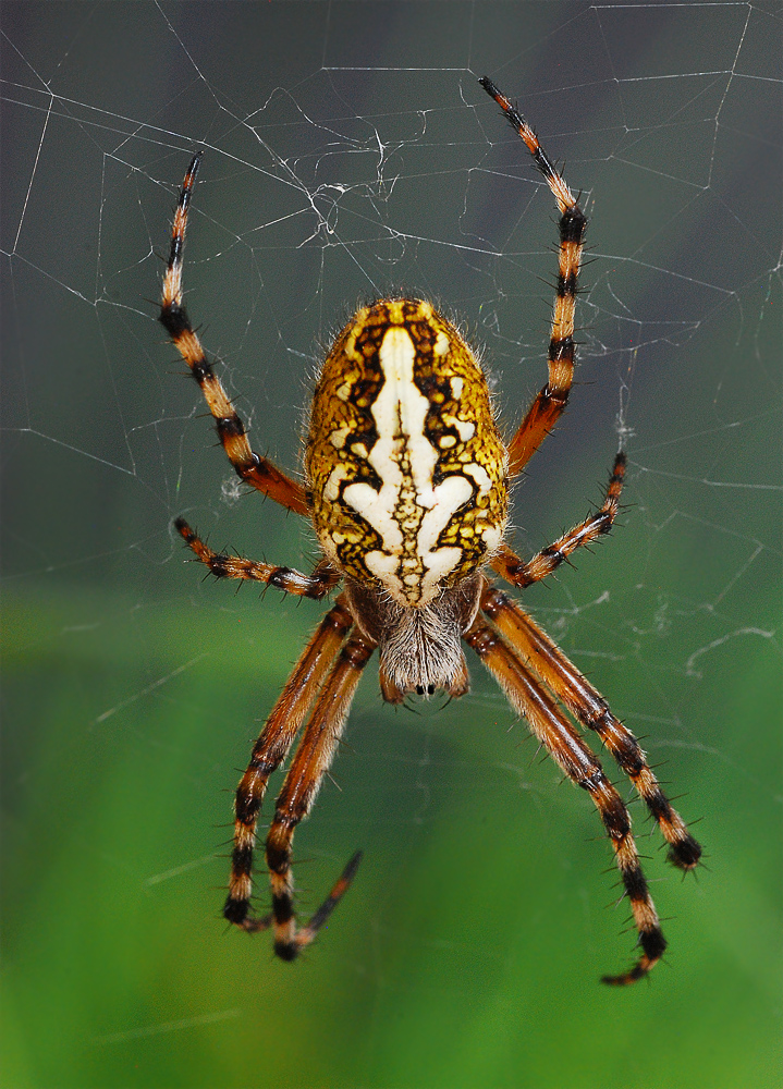 Eichblatt-Radspinne (Araneus ceropegia)