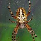 Eichblatt-Radspinne (Araneus ceropegia)