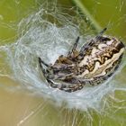 Eichblatt-Radspinne ( Araneus ceropegia)