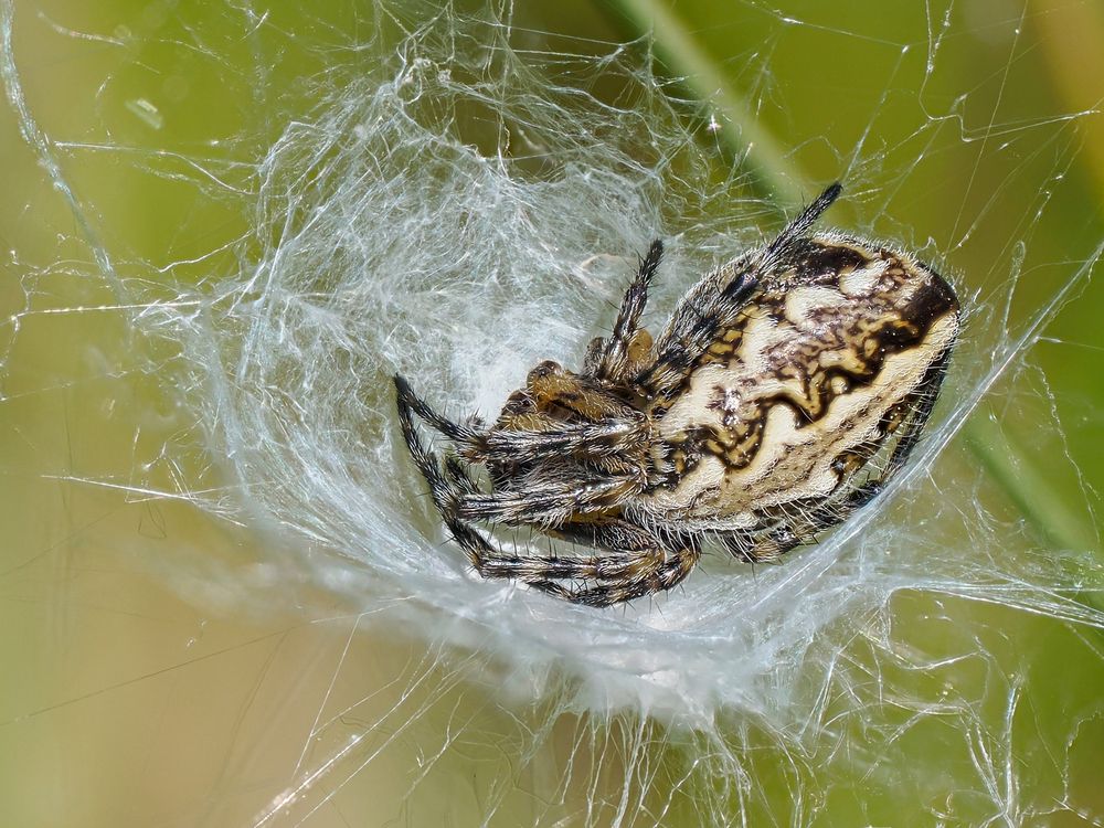 Eichblatt-Radspinne ( Araneus ceropegia)