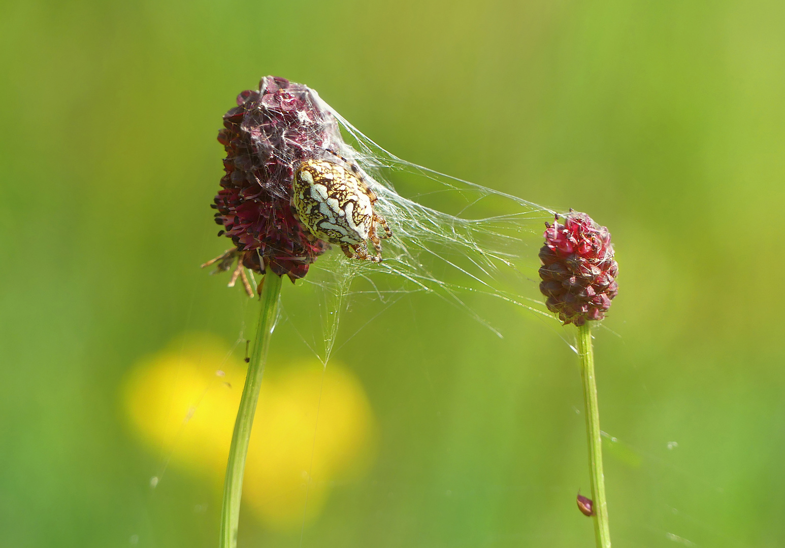 Eichblatt Radspinne auf Wiesenknopf