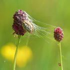 Eichblatt Radspinne auf Wiesenknopf