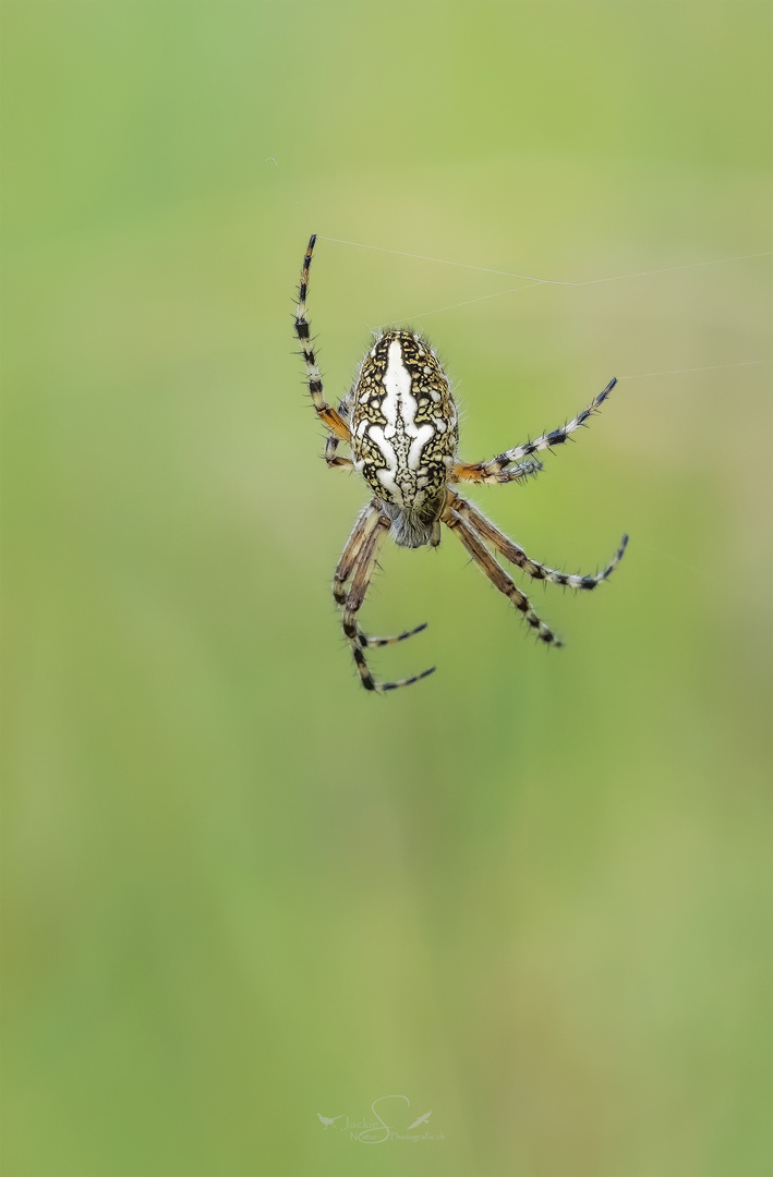 Eichblatt Radspinne