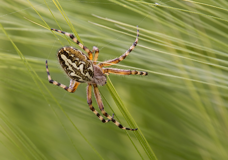 Eichblatt - Radspinne