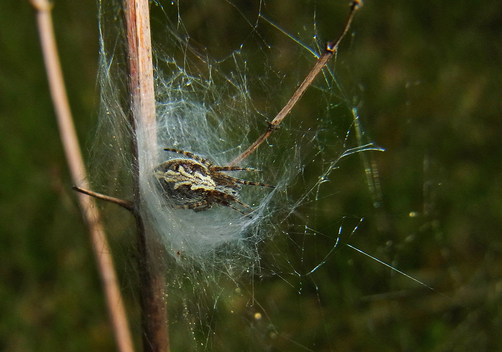 Eichblatt-Radspinne Jungtier