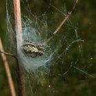 Eichblatt-Radspinne Jungtier