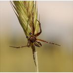 Eichblatt-Radspinne oder Eichblatt-Kreuzspinne