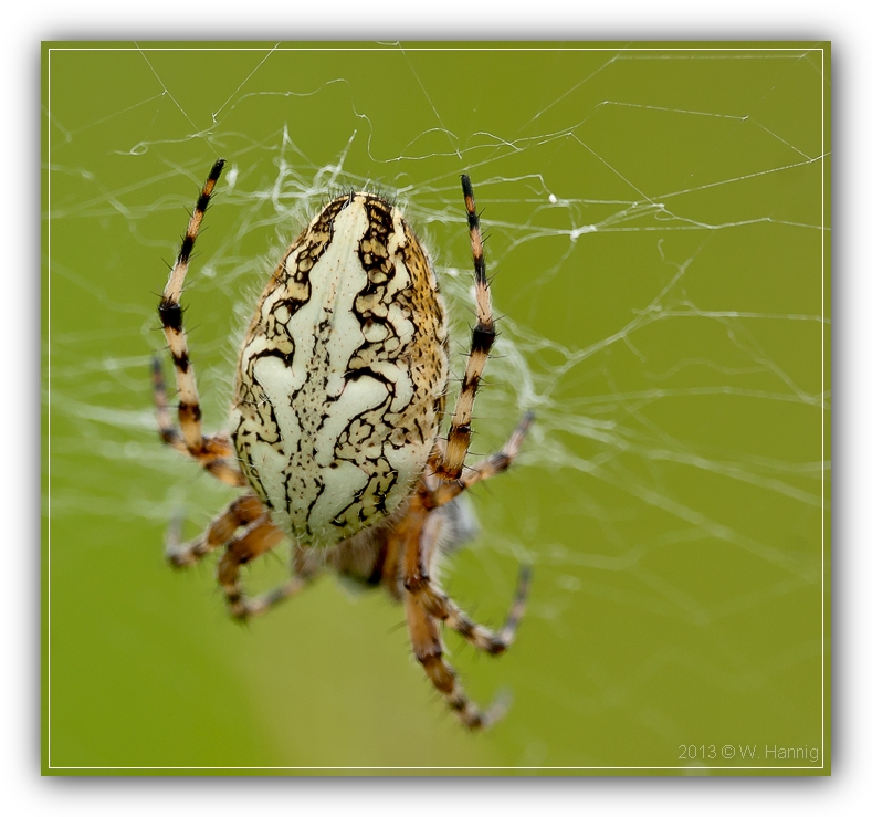Eichblatt Spinne