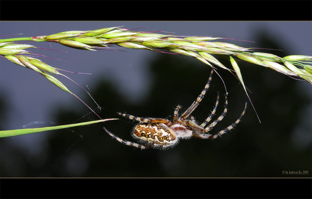 Eichblattradnetzspinne