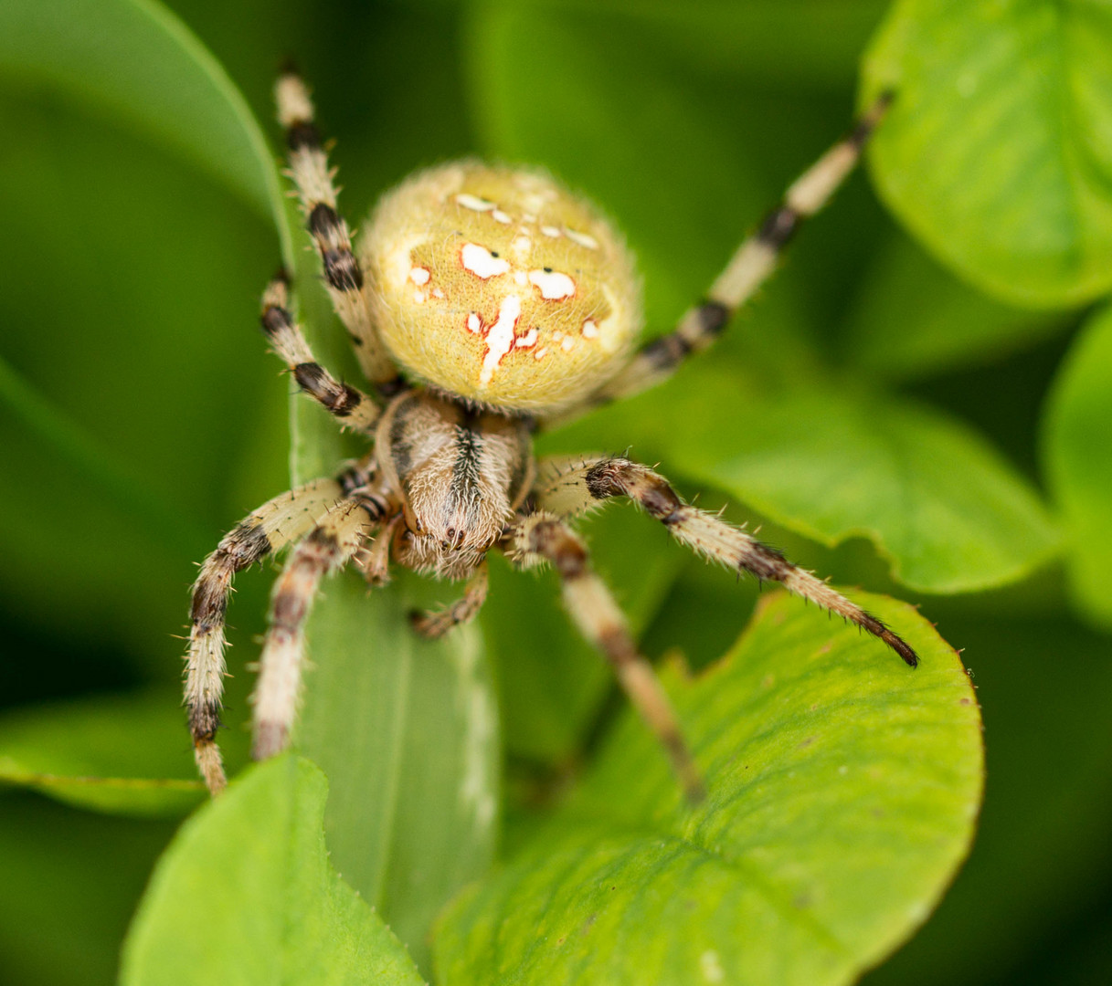 Eichblattspinne