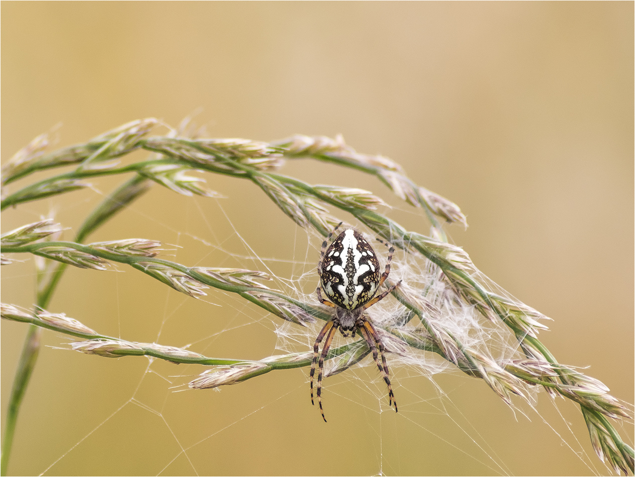 eichblattspinne