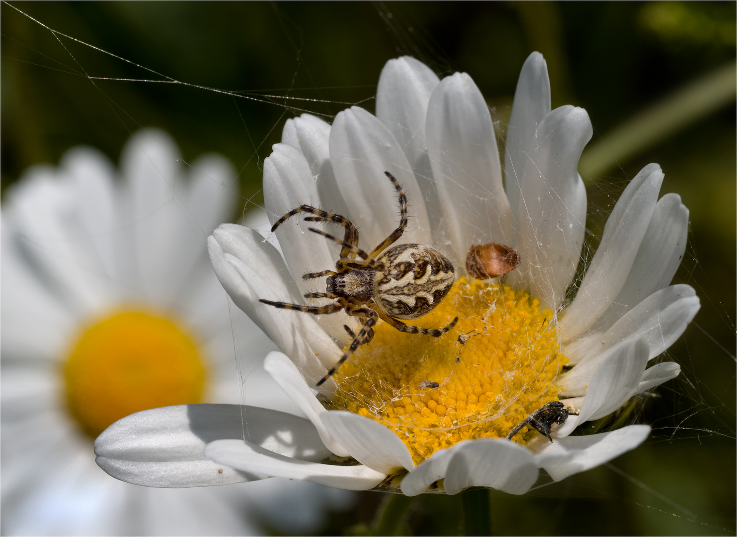 Eichblattspinne