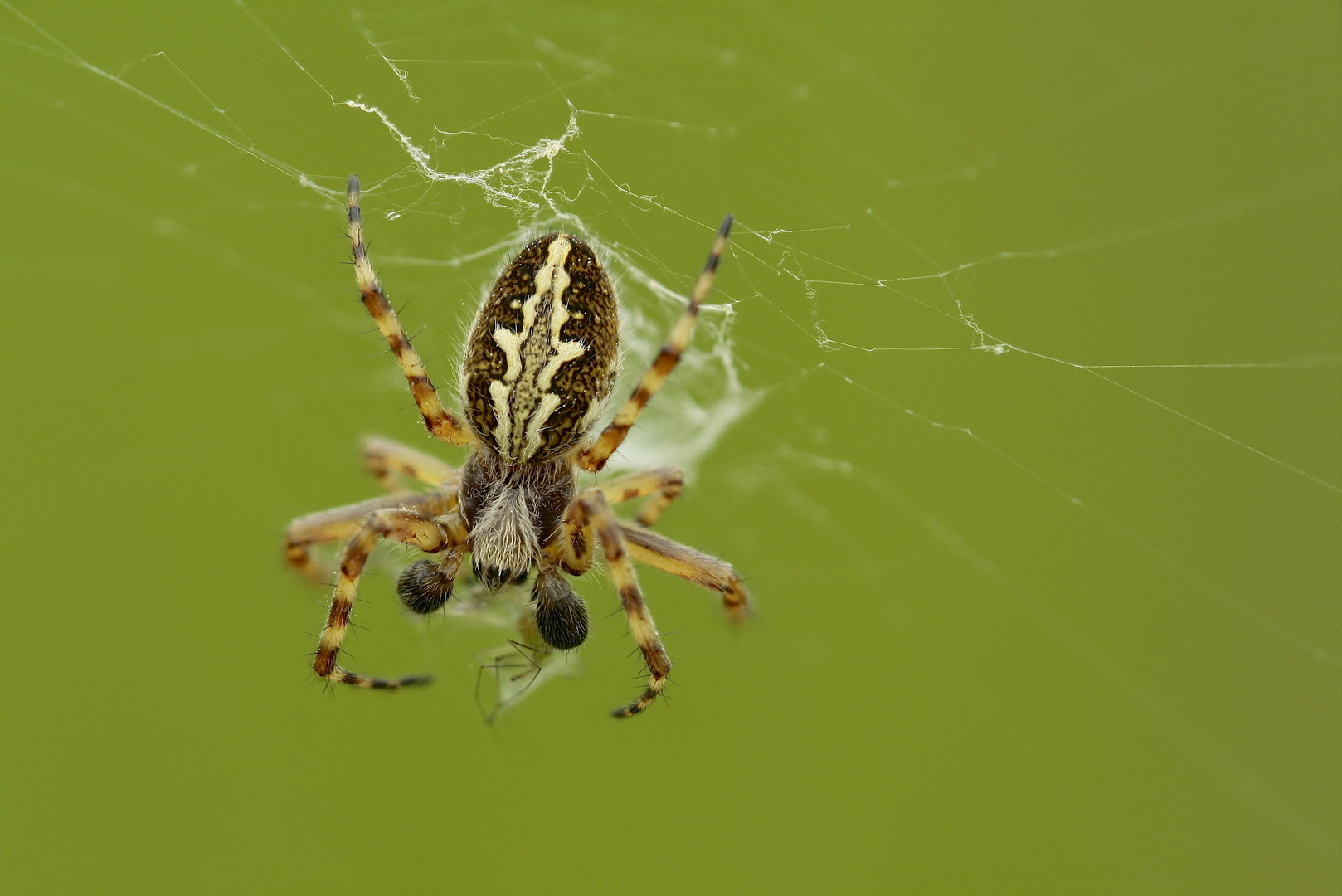  Eichblattspinne  (Aculepeira aculeata) 