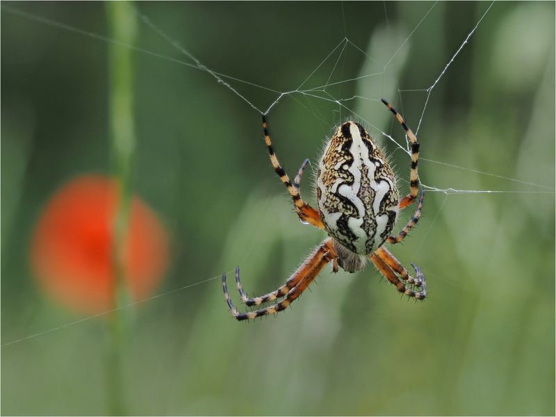 Eichblattspinne