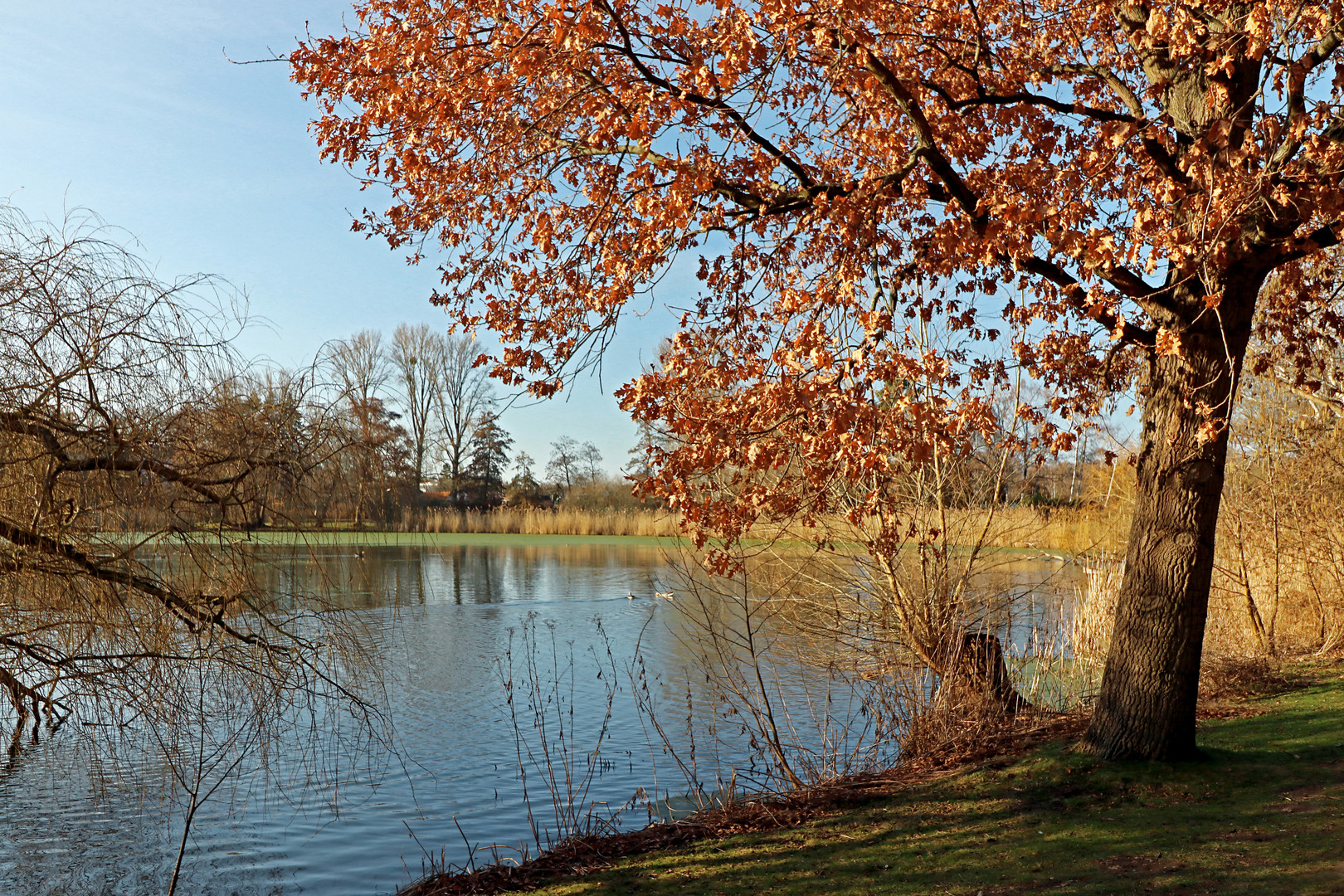 Eiche am Dowesee