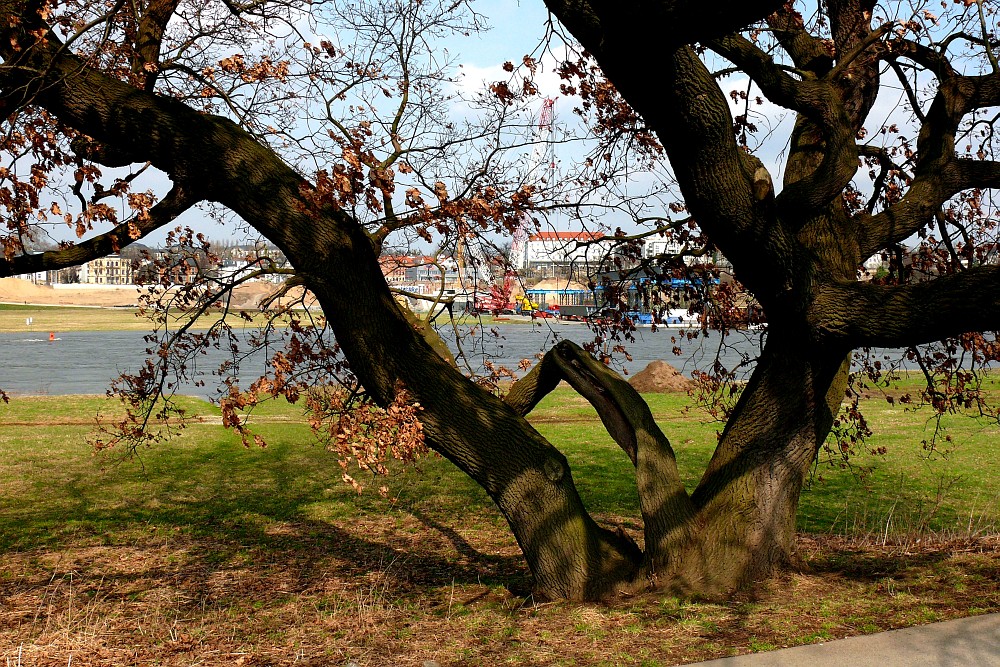 Eiche am Elberadweg Dresden