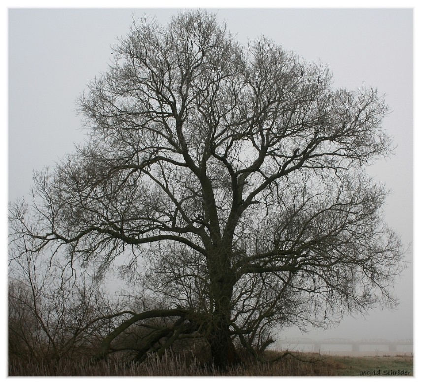 Eiche am Elbufer