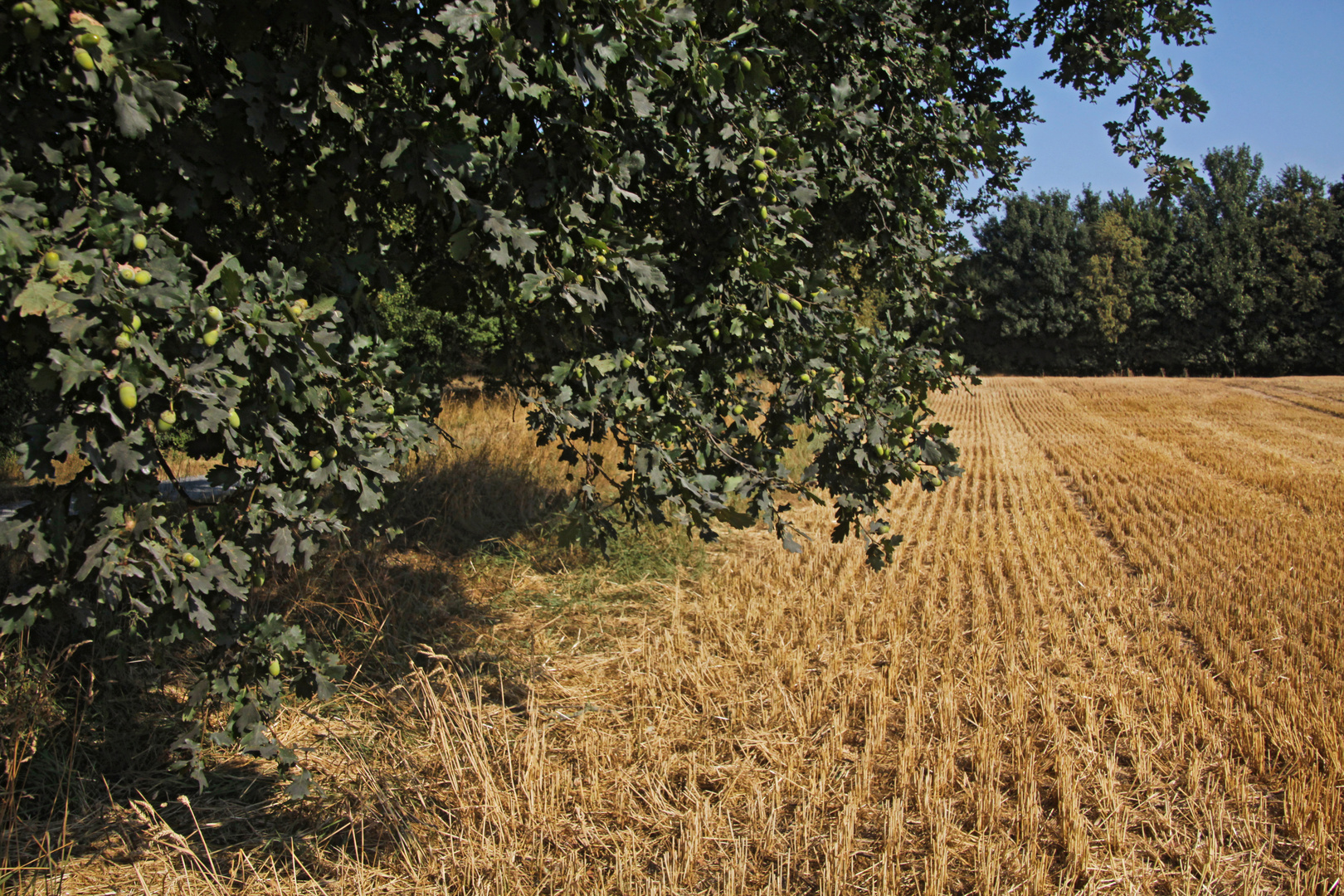 Eiche am Feldrand