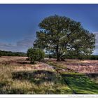 Eiche am Heideweg zwischen Nieder- und Oberhaverbeck HDR