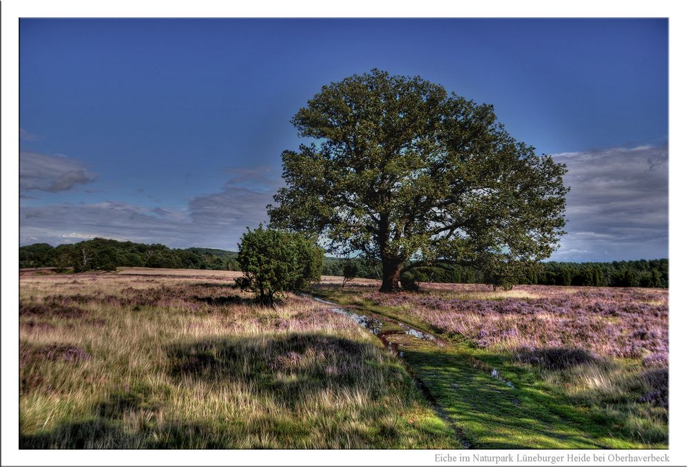 Eiche am Heideweg zwischen Nieder- und Oberhaverbeck HDR