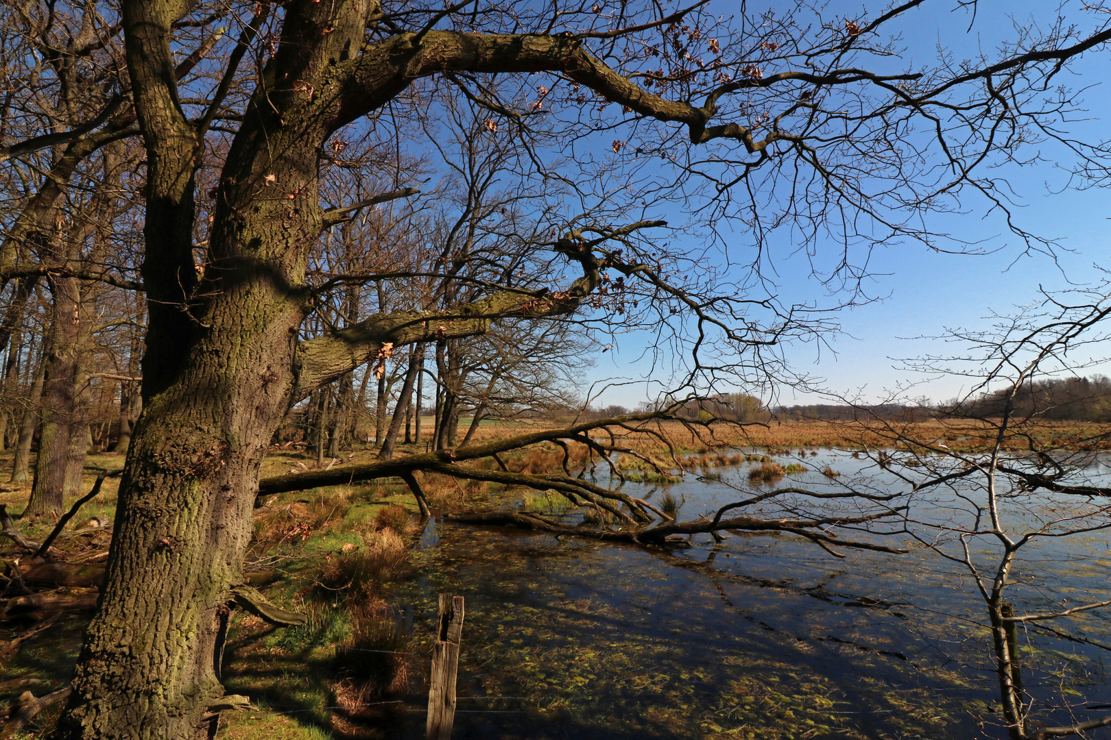 Eiche am Pfingstbleek