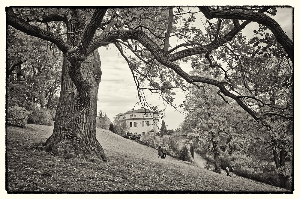 Eiche am Schloss Ettersburg