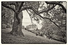 Eiche am Schloss Ettersburg