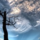 Eiche am See und tolle Wolken