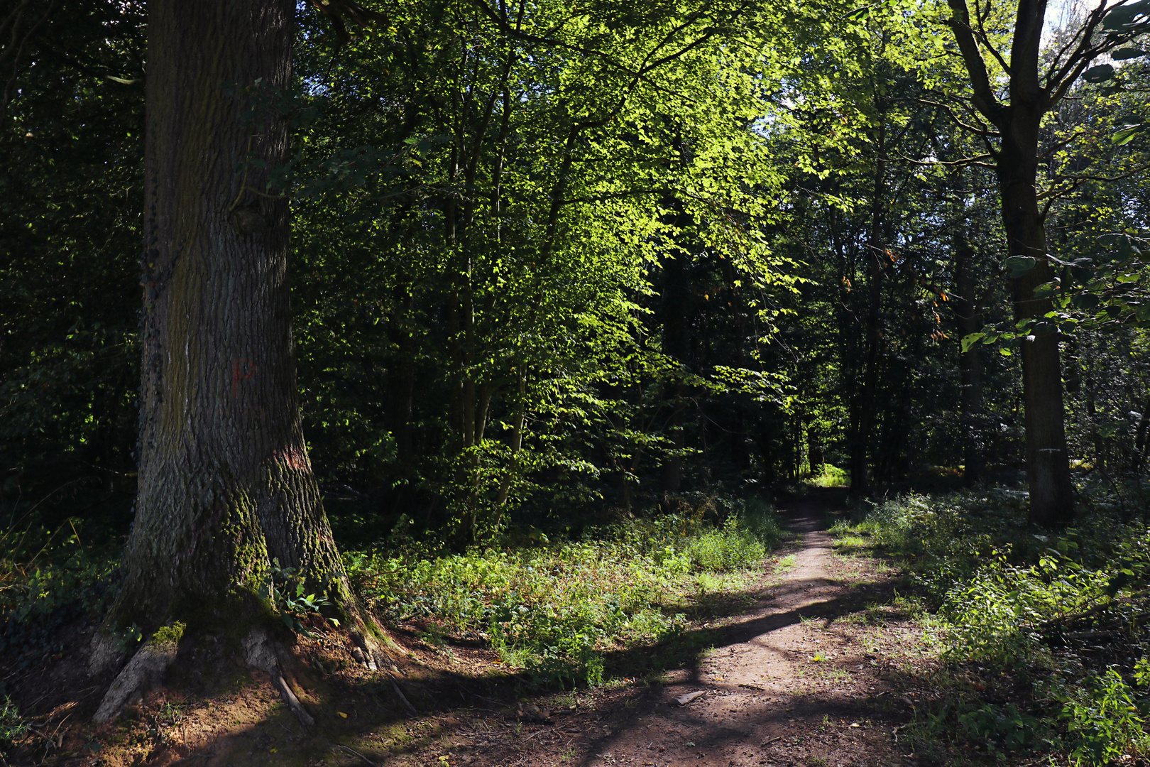 Eiche am Waldrand