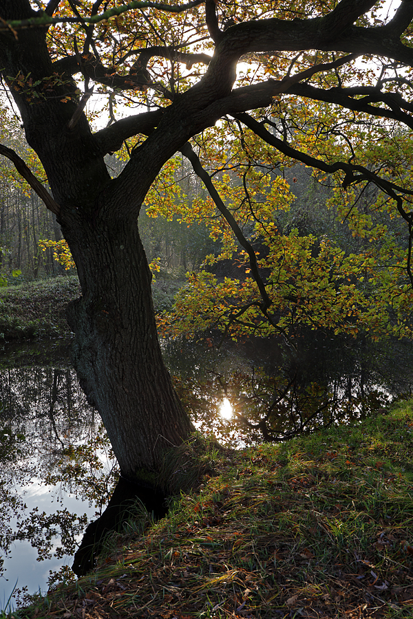 Eiche an der Nette kurz vor der Leuther Mühle