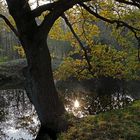 Eiche an der Nette kurz vor der Leuther Mühle