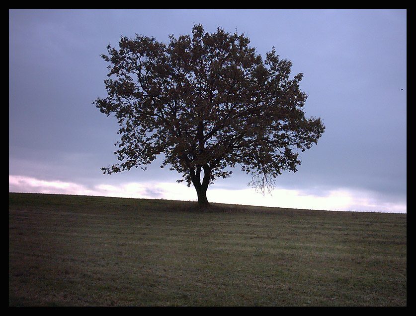 Eiche auf dem Feld