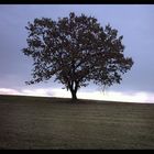 Eiche auf dem Feld