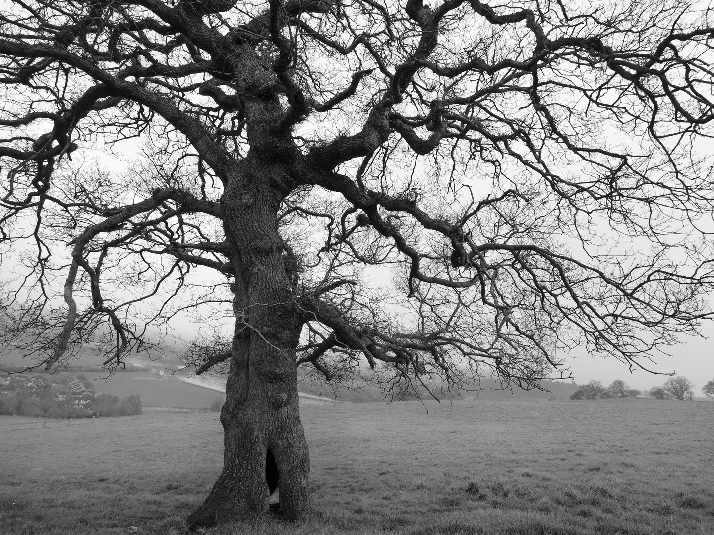 Eiche auf dem Lodge Hill, Caerleon 2014