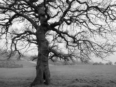 Eiche auf dem Lodge Hill, Caerleon 2014