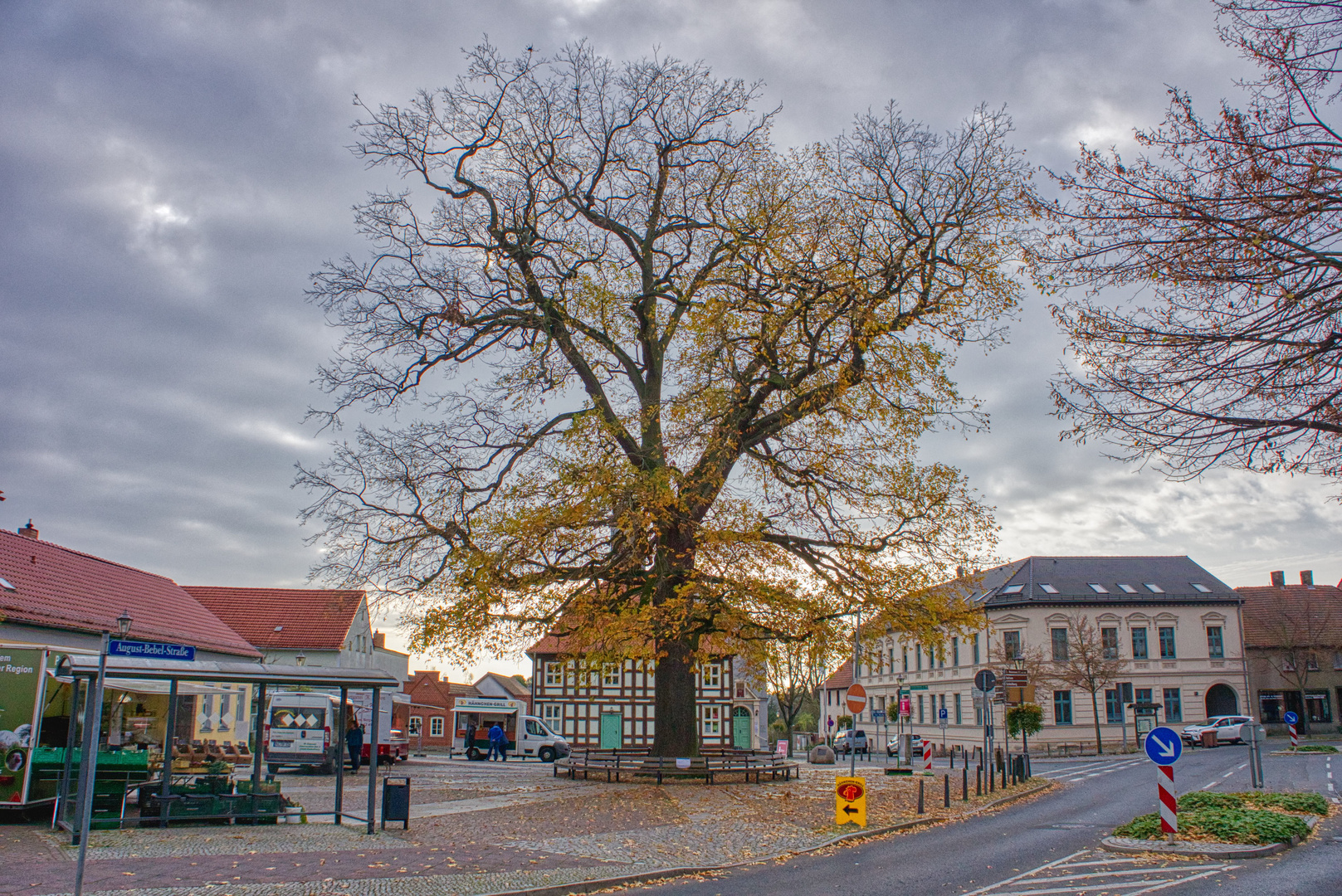 Eiche auf dem Marktplatz in Biesenthal bei Berlin