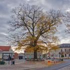 Eiche auf dem Marktplatz in Biesenthal bei Berlin