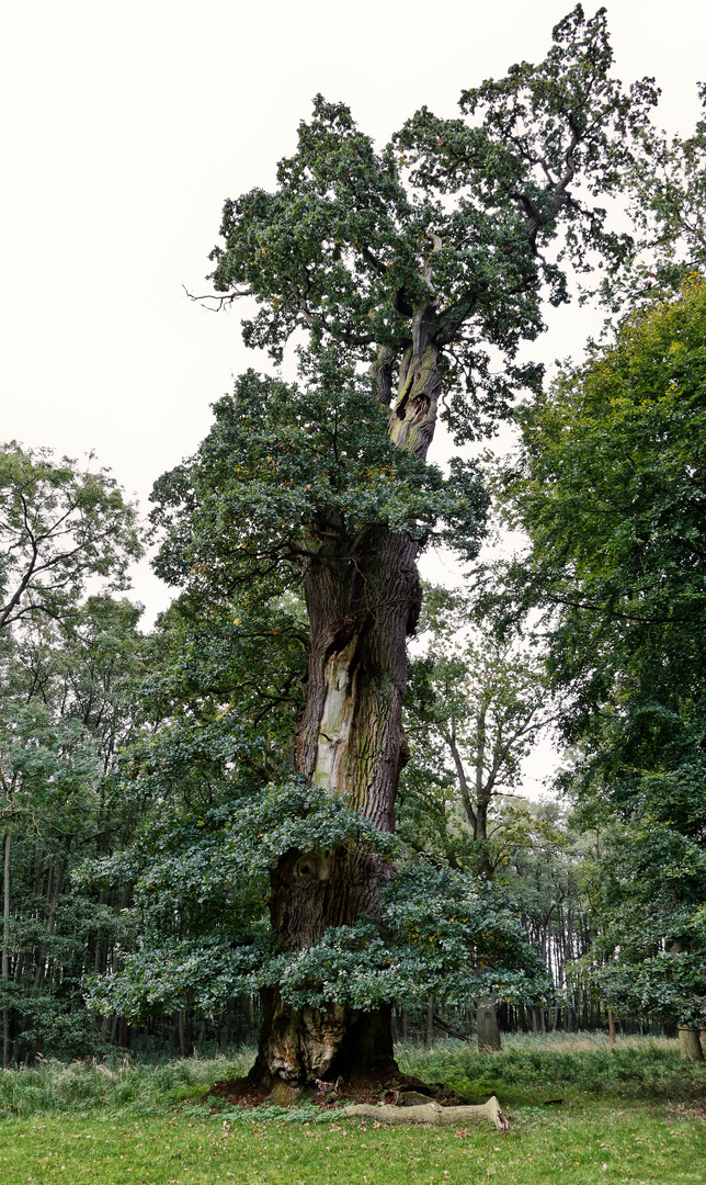 Eiche bei Ivenack