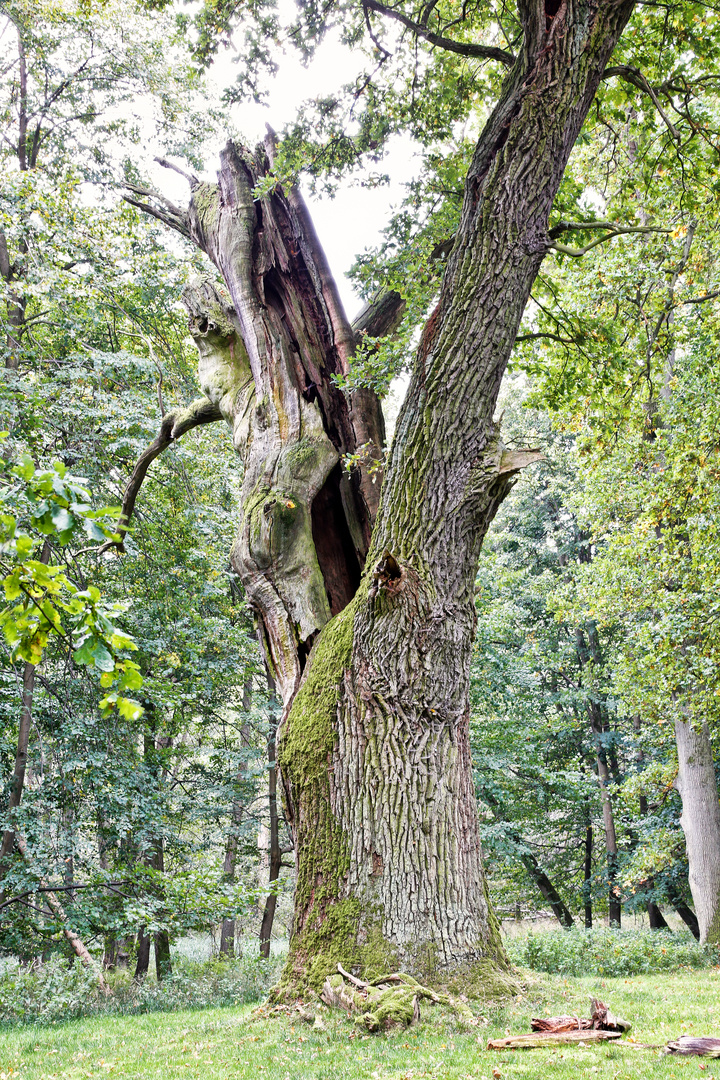 Eiche bei Ivenack_2