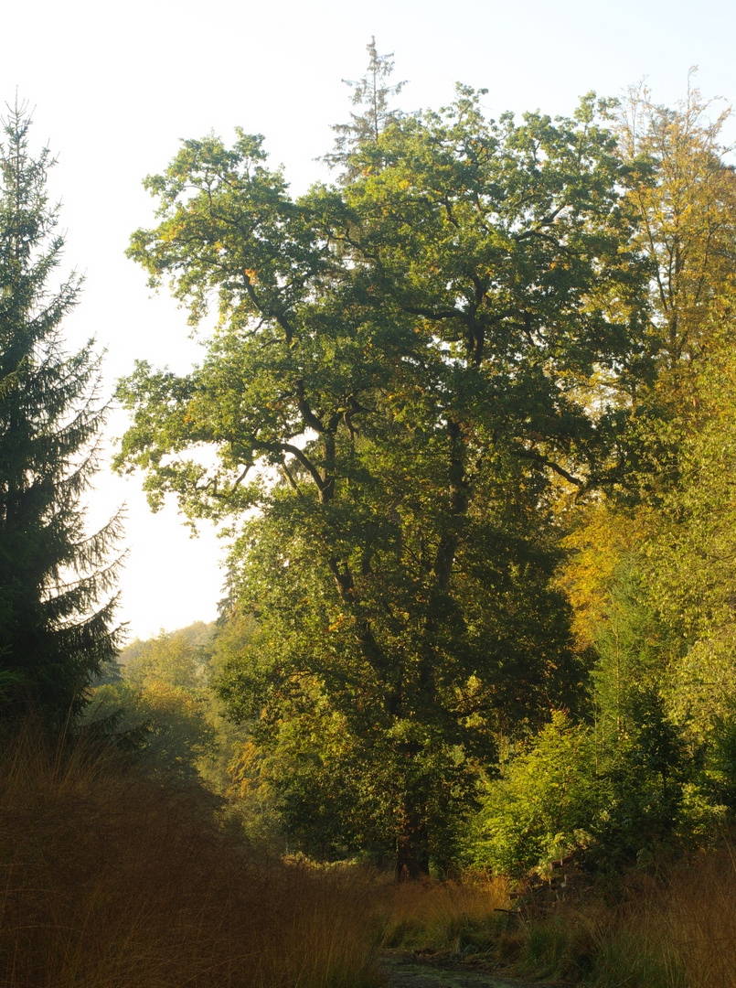 Eiche bei Kaltenborn im Herbst