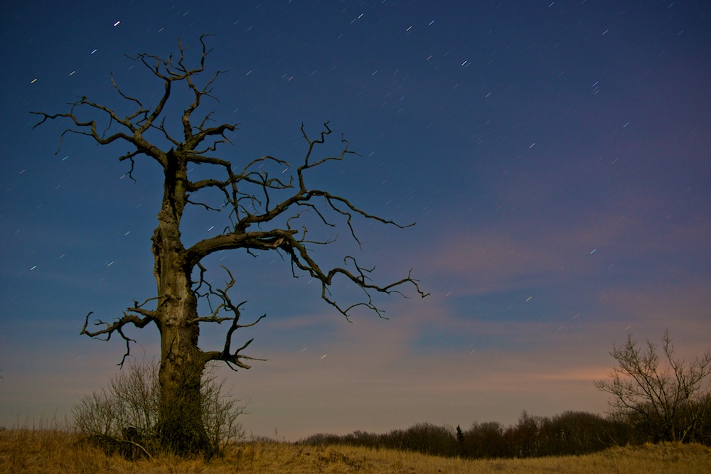 Eiche bei Nacht