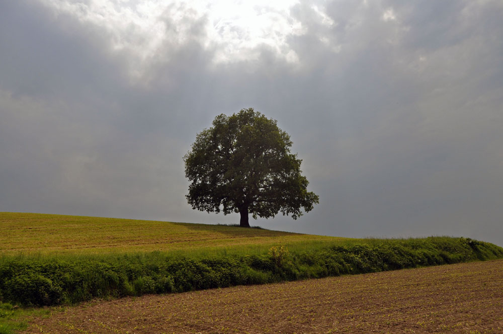 Eiche bei Wallbach (2)