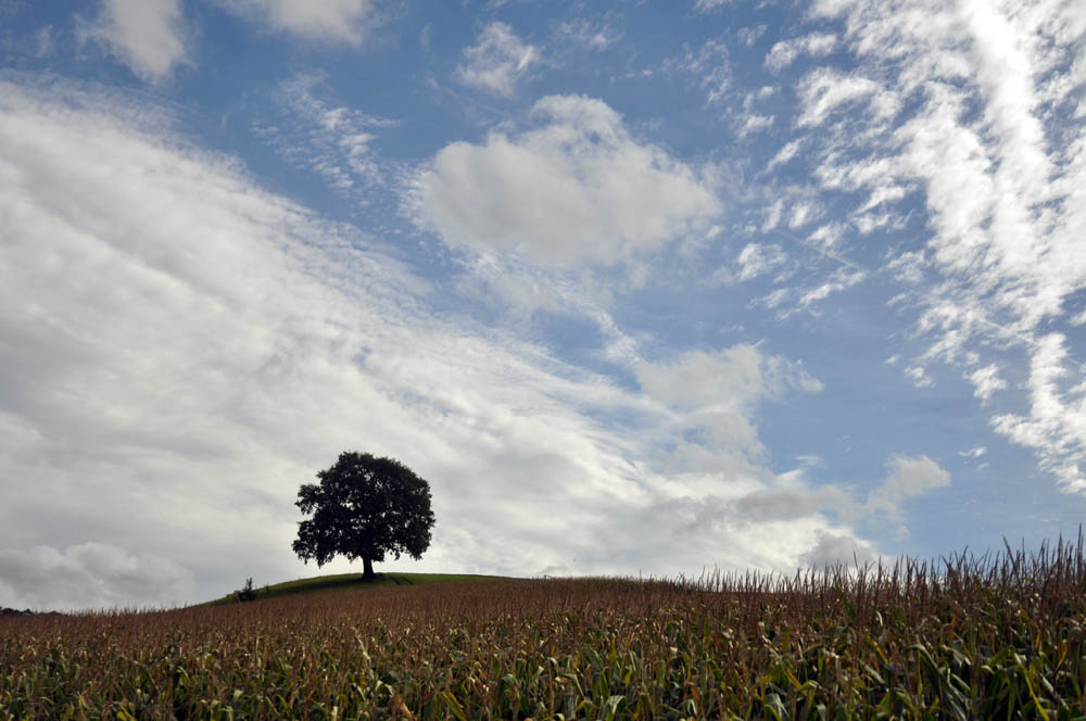 Eiche bei Wallbach