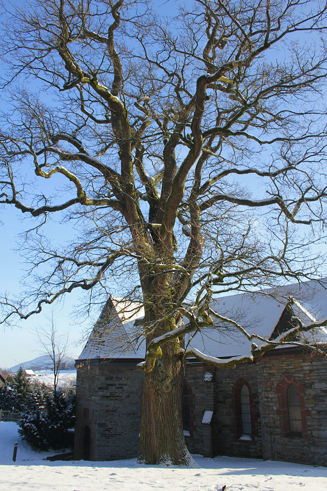 Eiche beim Schloß in Gevelinghausen (Hochsauerland)