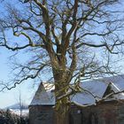 Eiche beim Schloß in Gevelinghausen (Hochsauerland)