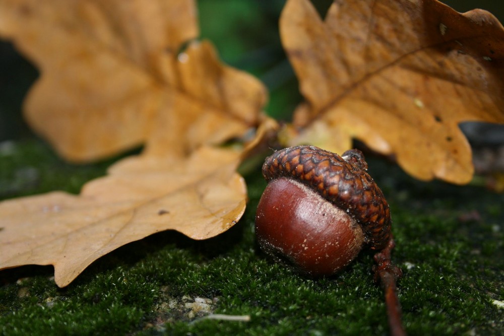 Eiche Blätter mit Frücht