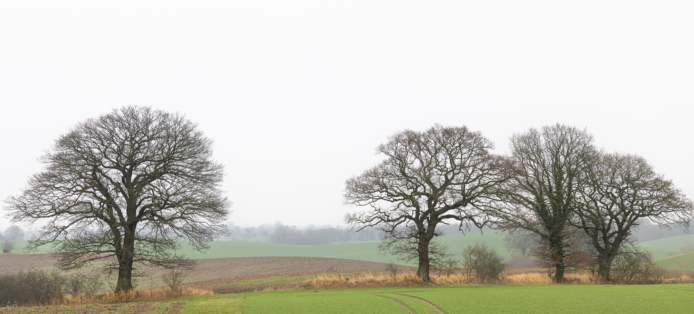 Eiche, ein Baum der Bäume