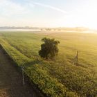 Eiche hinter Mittelspannungsleitungen