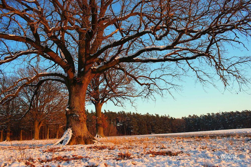 Eiche im Abendlicht